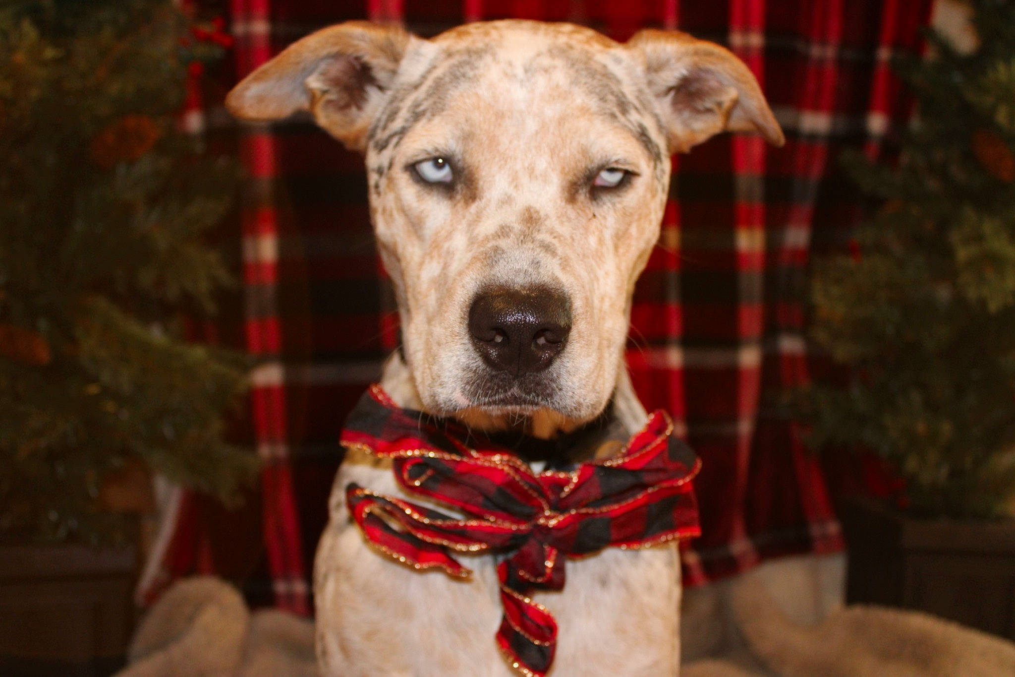 Everest joined the competition — help win amazing prizes! bow_tie, carnivore, collar, companion_dog, dog, dog_breed, dog_collar, dog_supply, event, fawn, fur, leash, pattern, pet_supply, plaid, snout, sporting_group, tartan, whiskers, working_animal