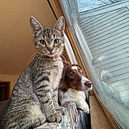 Nyla joined the competition — help win amazing prizes! cat, kitten, dog, window, couch, indoor, pet, curious, collar, bell, furniture, animal, looking, brown, white, tabby, companion, cozy, domestic, curiosity