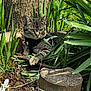 Nyla is registered to the contest to win money with this photo: cat, tabby, harness, outdoor, plants, tree_trunk, stick, greenery, nature, animal, pet, feline, grass, sunlight, garden, leaf, flower, soil, relaxing, curious