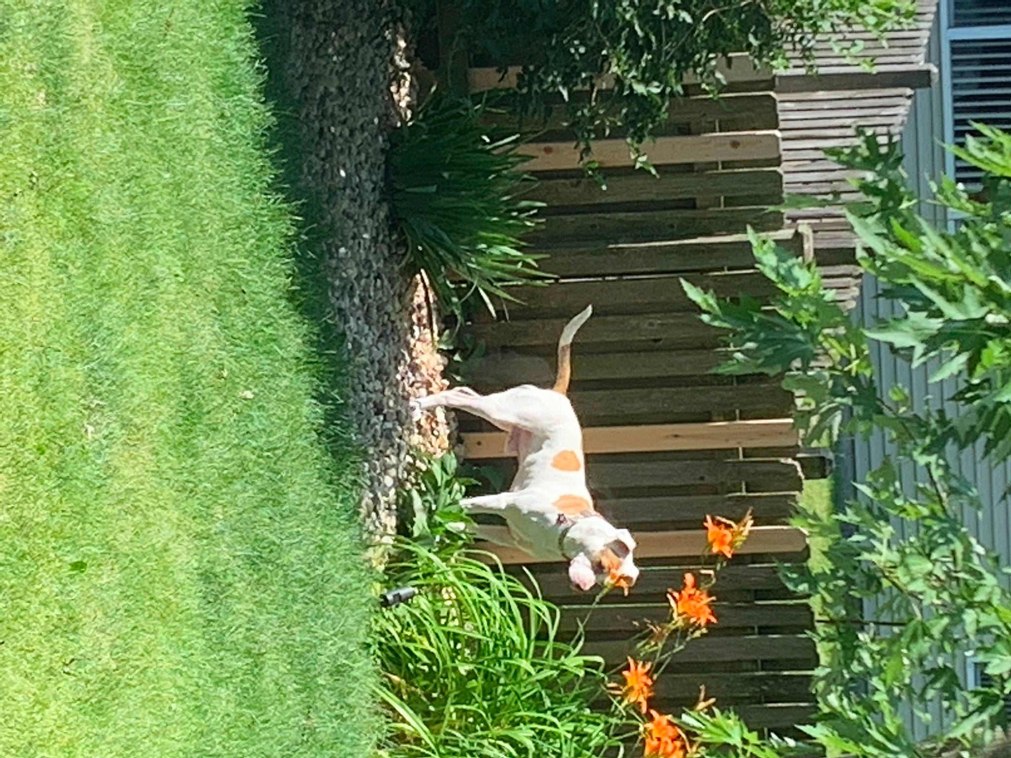 Ricochet joined the competition — help win amazing prizes! backyard, canidae, carnivore, companion_dog, dog, fawn, garden, grass, jack_russell_terrier, plant, pointer, shrub, sporting_group, tail, terrier