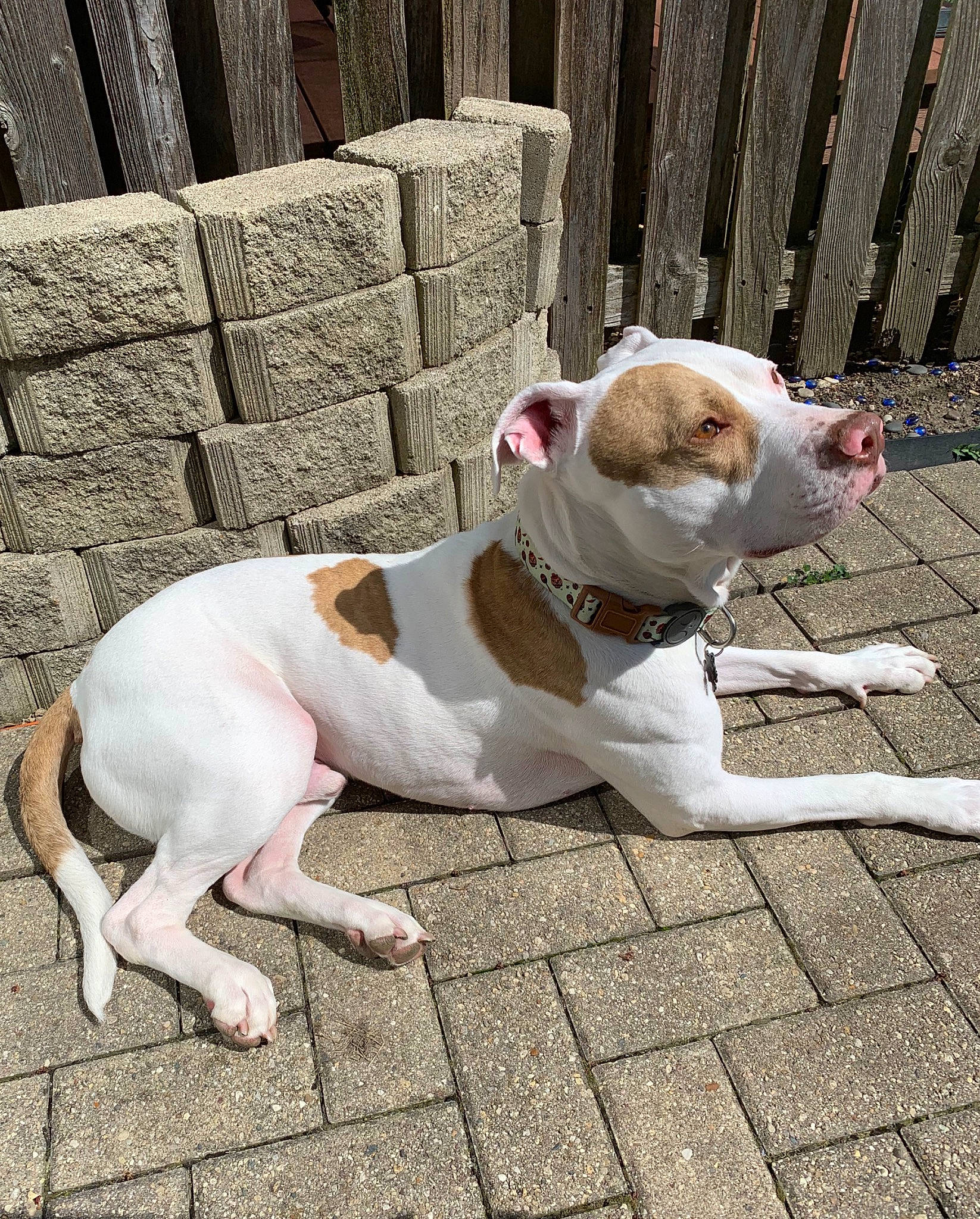 Ricochet is registered to the contest to win money with this photo: american_bulldog, canidae, carnivore, companion_dog, dog, dog_breed, dogo_guatemalteco, fawn, leash, leg, mammal, non_sporting_group, olde_english_bulldogge, pit_bull, pointer, rare_breed_dog, sporting_group, tail, vertebrate