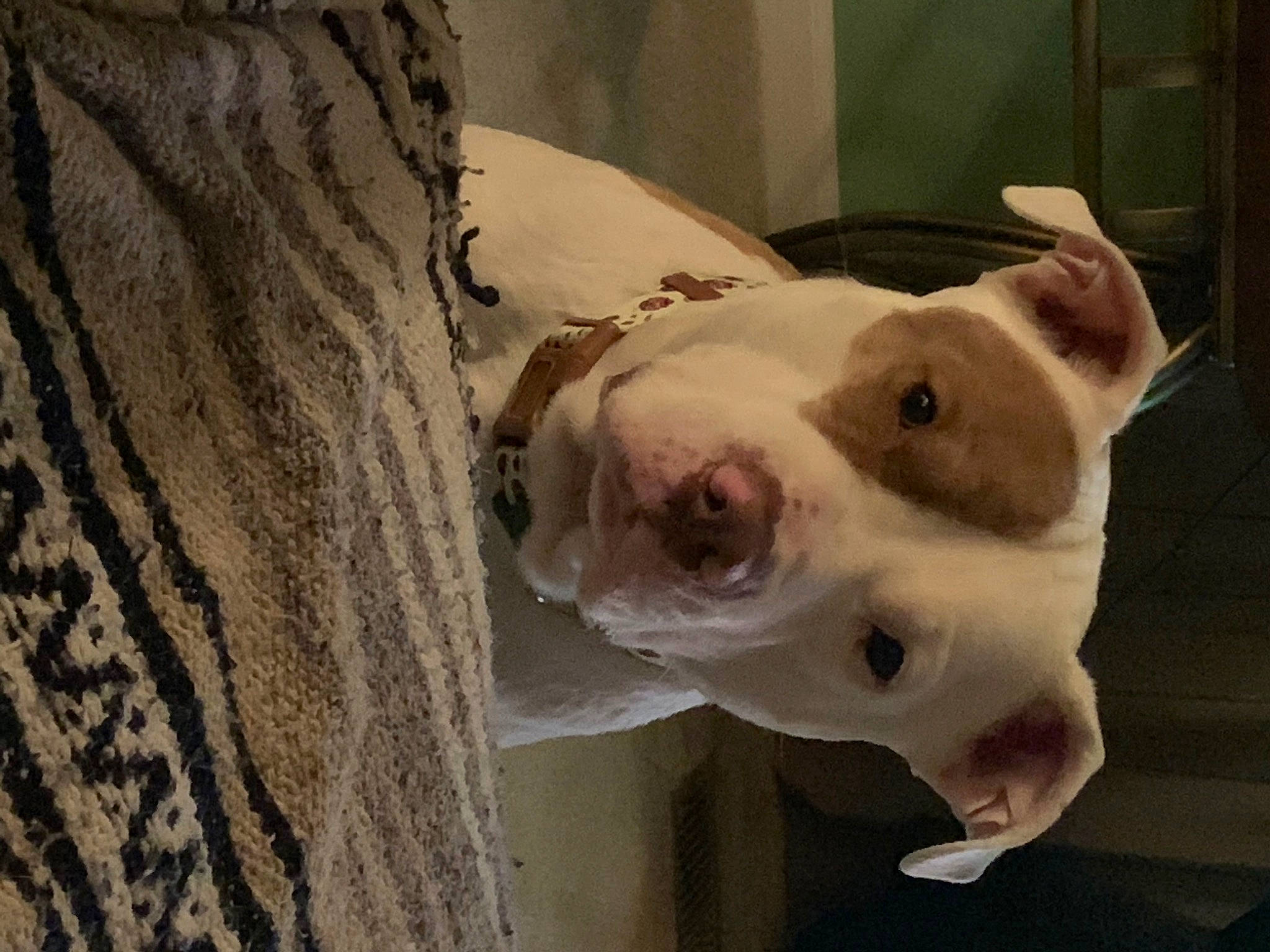 Ricochet is registered to the contest to win money with this photo: american_bulldog, australian_bulldog, canidae, carnivore, dog, dog_breed, dogo_guatemalteco, ear, fawn, mammal, non_sporting_group, nose, old_english_bulldog, olde_english_bulldogge, pit_bull, rare_breed_dog, snout, toy_bulldog, valley_bulldog, vertebrate