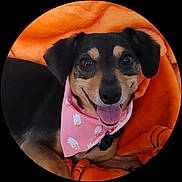 Lola is registered to the contest to win money with this photo: dog, pet, bandana, pink, orange_blanket, smiling, tongue_out, cute, portrait, animal, domestic_animal, happy, cozy, fur, ears, snout, black_and_tan, resting, close_up, circular_crop