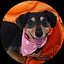 dog, pet, bandana, pink, orange_blanket, smiling, tongue_out, cute, portrait, animal, domestic_animal, happy, cozy, fur, ears, snout, black_and_tan, resting, close_up, circular_crop
