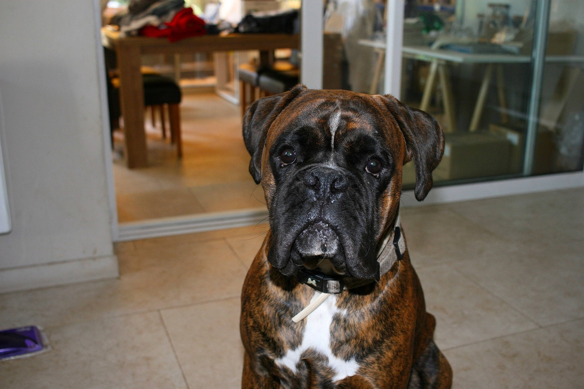 Orion a rejoint le concours — aidez-le/la à gagner de superbes lots ! boerboel, boxer, bullmastiff, canidae, carnivore, companion_dog, dog, dog_breed, english_mastiff, fawn, giant_dog_breed, mammal, molosser, old_english_bulldog, olde_english_bulldogge, rare_breed_dog, snout, valley_bulldog, vertebrate, working_dog