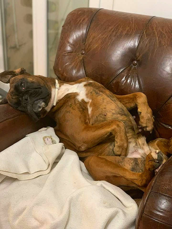 Louka participe au concours pour gagner de l'argent avec cette photo : boxer, canidae, carnivore, companion_dog, dog, dog_breed, fawn, nap, non_sporting_group, sporting_group