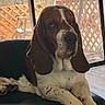 dog, basset_hound, indoor, lounging, black_surface, wooden_floor, window, glass_door, fence, lattice, natural_light, pet, canine, ears, brown, white, spots, relaxed, home, animal