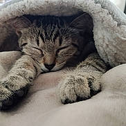 Alma a rejoint le concours — aidez-le/la à gagner de superbes lots ! animal, blanket, cat, closeup, comfort, cozy, cute, feline, fur, indoors, kitten, nap, paws, pet, relaxation, resting, sleeping, soft, tabby, warm
