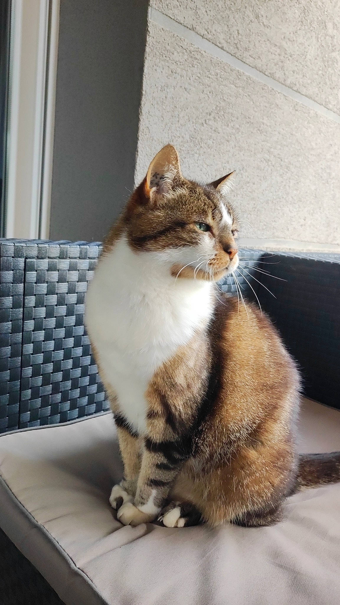 Bobby participe au concours pour gagner de l'argent avec cette photo : carnivore, cat, claw, comfort, couch, domestic_short_haired_cat, door, eye, fawn, felidae, foot, fur, paw, sitting, small_to_medium_sized_cats, snout, tail, terrestrial_animal, whiskers, window