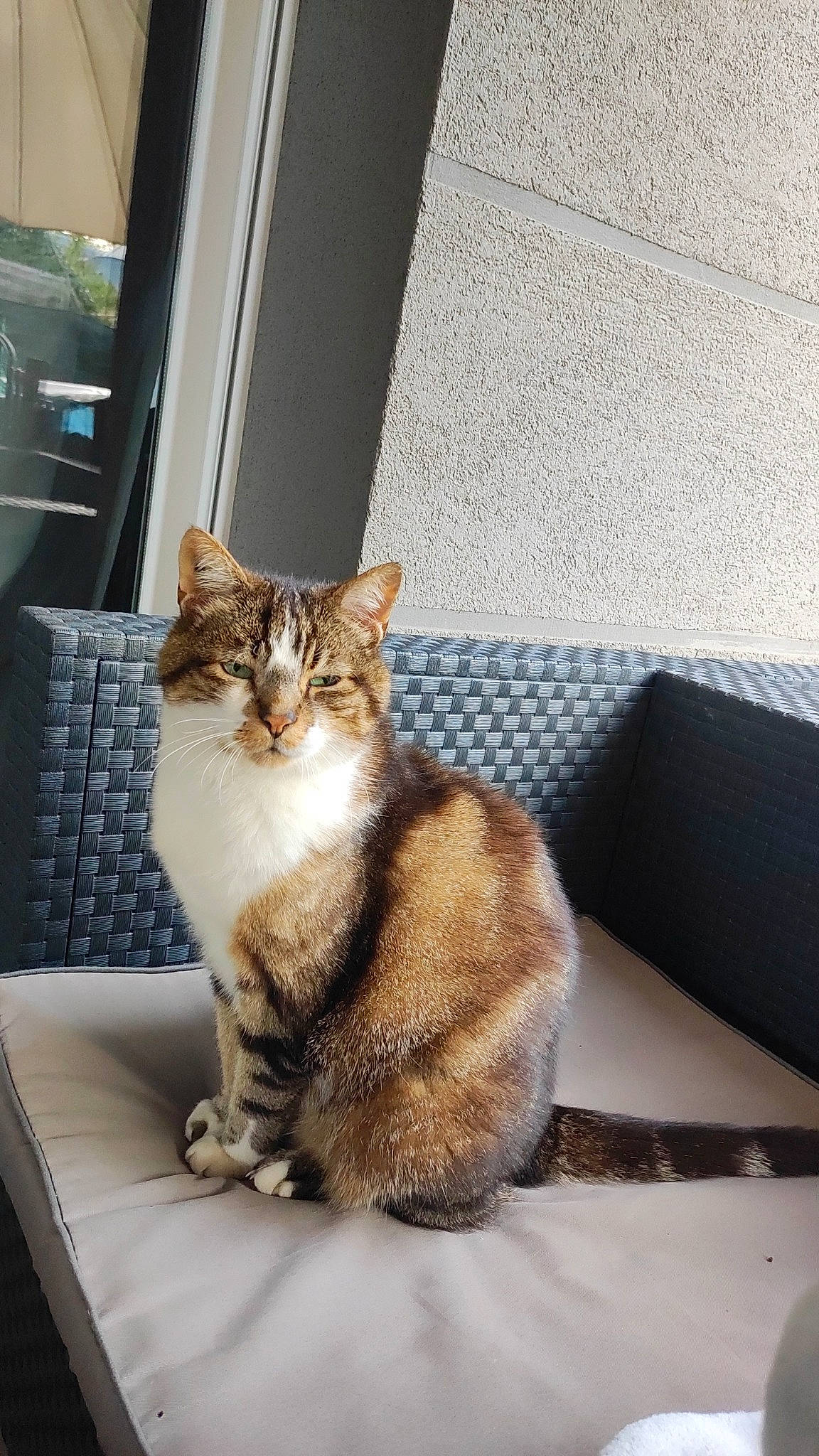 Bobby a rejoint le concours — aidez-le/la à gagner de superbes lots ! carnivore, cat, claw, comfort, couch, domestic_short_haired_cat, door, eye, fawn, felidae, fur, paw, sitting, small_to_medium_sized_cats, tail, tree, vehicle_door, whiskers, window, wood