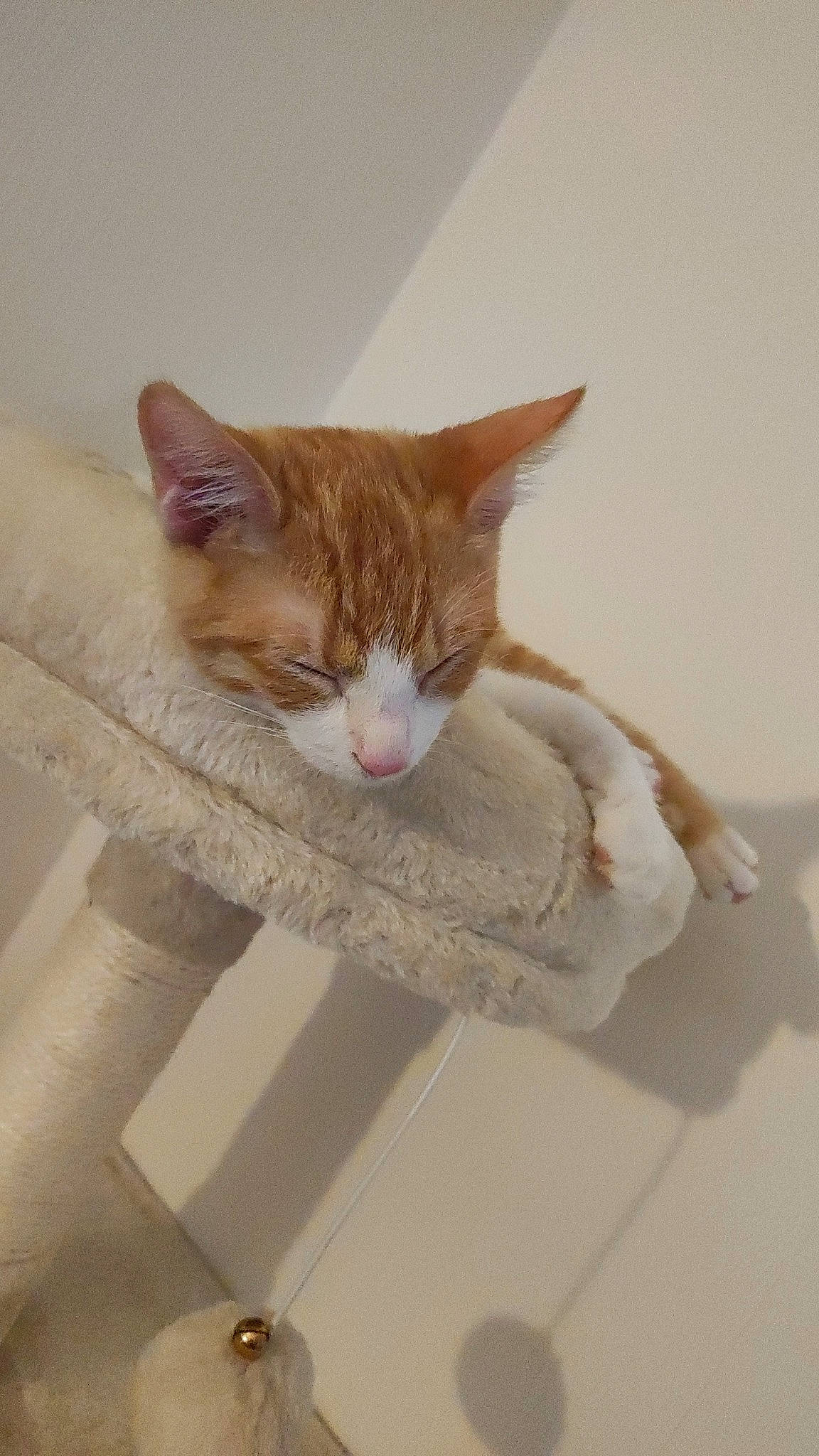 Calie a rejoint le concours — aidez-le/la à gagner de superbes lots ! carnivore, cat, domestic_short_haired_cat, ear, fawn, felidae, fur, paper_product, room, small_to_medium_sized_cats, snout, tail, whiskers, window, wood