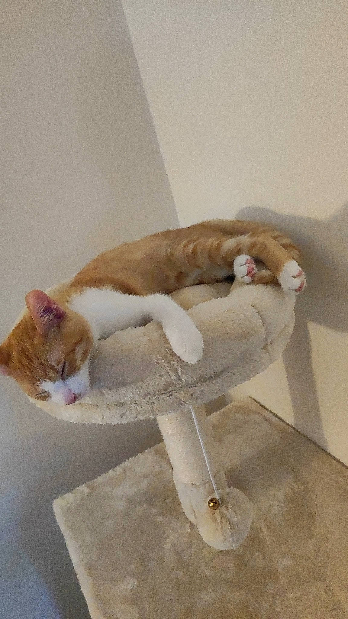 Calie a rejoint le concours — aidez-le/la à gagner de superbes lots ! carnivore, cat, cat_supply, comfort, domestic_short_haired_cat, fawn, felidae, flooring, foot, fur, hardwood, paw, pedestal, pet_supply, room, sitting, small_to_medium_sized_cats, tail, whiskers, wood