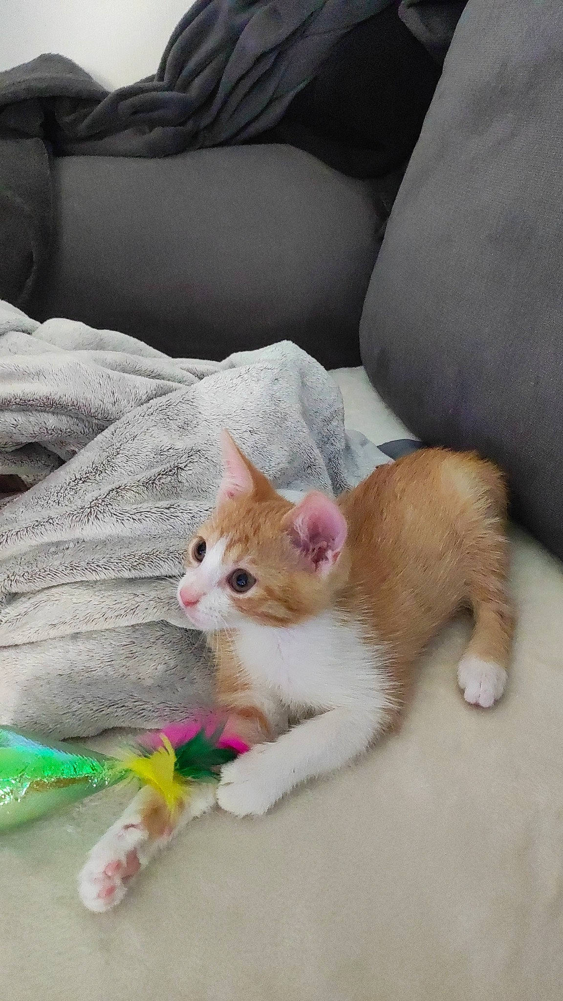 Calie participe au concours pour gagner de l'argent avec cette photo : bedding, carnivore, cat, claw, comfort, couch, domestic_short_haired_cat, fawn, felidae, foot, fur, linens, paw, small_to_medium_sized_cats, snout, tail, textile, throw_pillow, whiskers, window