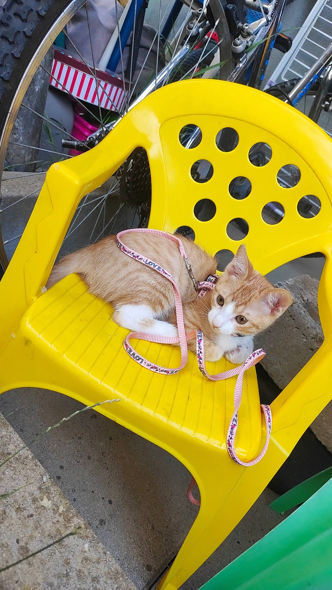 Calie participe au concours pour gagner de l'argent avec cette photo : auto_part, automotive_design, automotive_exterior, automotive_lighting, automotive_tire, automotive_wheel_system, bumper, classic_car, fawn, felidae, fender, hood, motor_vehicle, rim, rodent, tire, vehicle_door, wheel, whiskers, yellow