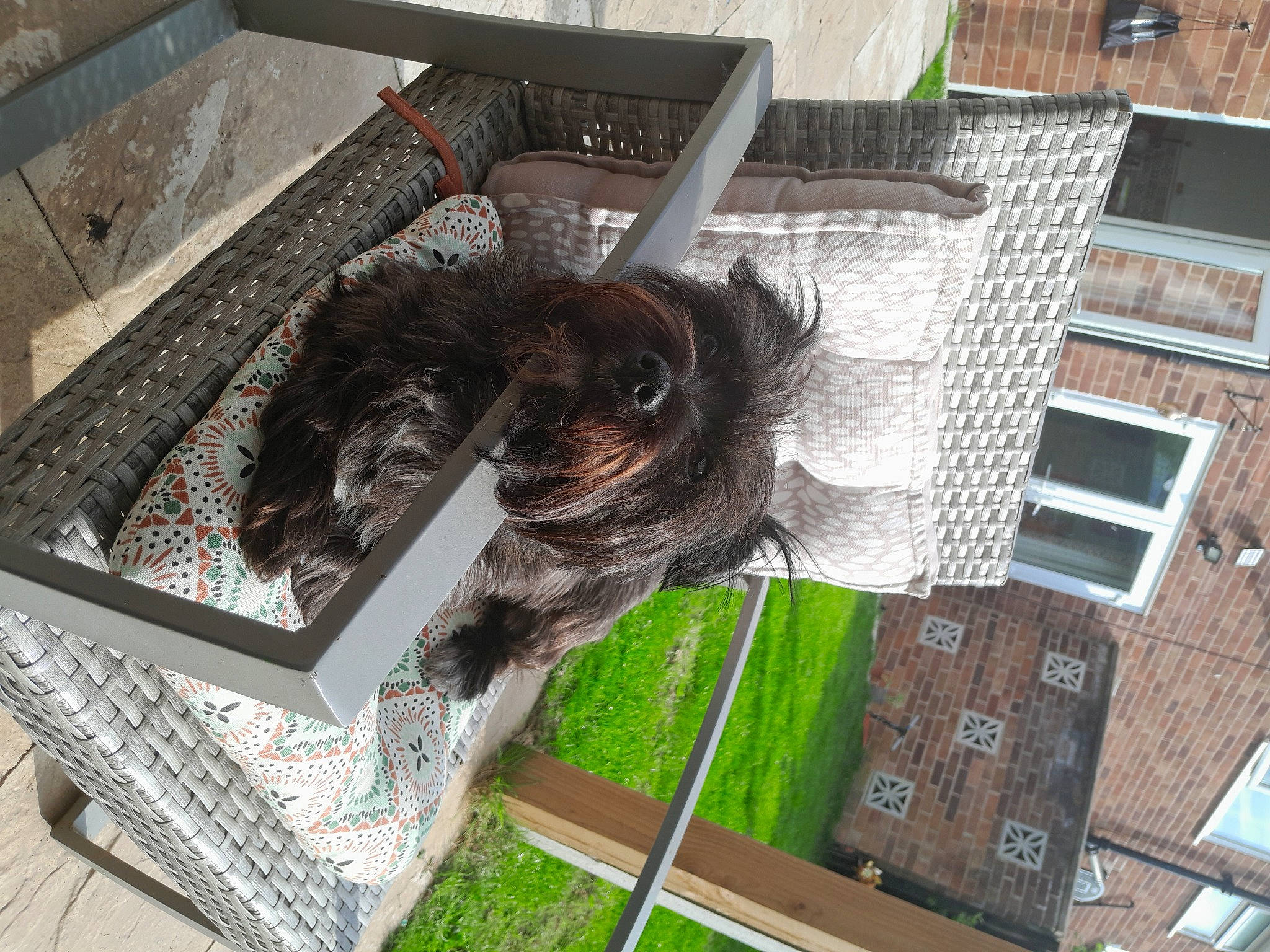 Cheddar is registered to the contest to win money with this photo: art, building, dog, dog_breed, facade, flooring, grass, hardwood, home, house, linens, metal, pattern, plant, room, tail, urban_design, visual_arts, window, wood