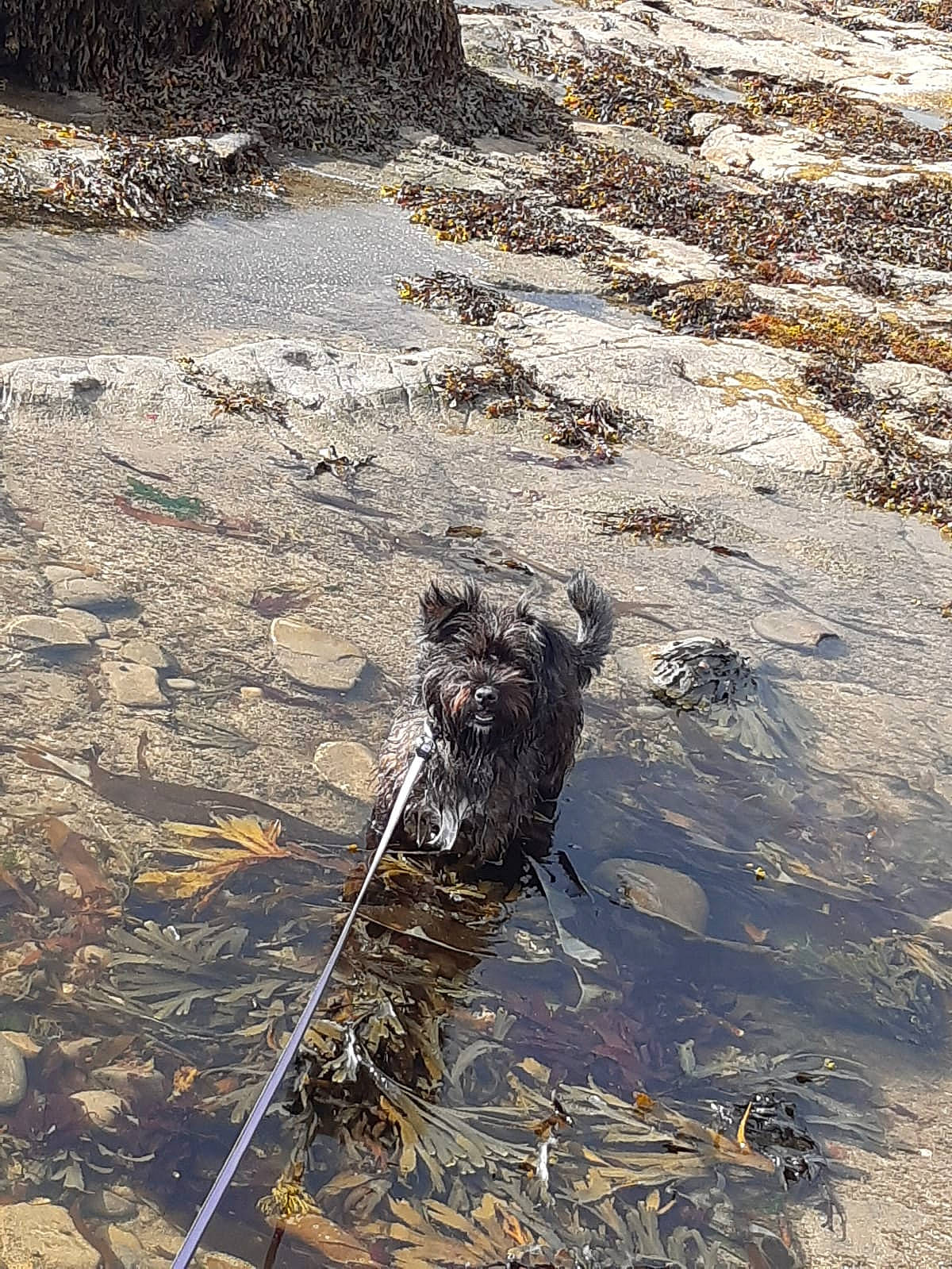 Cheddar joined the competition — help win amazing prizes! bedrock, carnivore, creek, dog, dog_breed, grass, landscape, reflection, rock, shadow, soil, sporting_group, stream, water, water_resources, watercourse, wetland, wind_wave, wood, working_animal