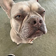 Stitch joined the competition — help win amazing prizes! dog, french_bulldog, pet, close_up, indoor, carpet, animal, mammal, face, ears, snout, whiskers, expression, sitting, floor, fur, nose, paw, domestic_animal, canine
