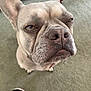 dog, french_bulldog, pet, close_up, indoor, carpet, animal, mammal, face, ears, snout, whiskers, expression, sitting, floor, fur, nose, paw, domestic_animal, canine