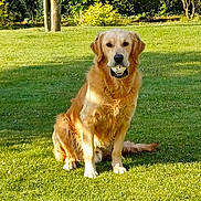 Flash a rejoint le concours — aidez-le/la à gagner de superbes lots ! dog, golden_retriever, ball, grass, outdoor, pet, animal, sunlight, greenery, sitting, nature, playful, canine, summer, garden, happy, fur, muzzle, daytime, leaf