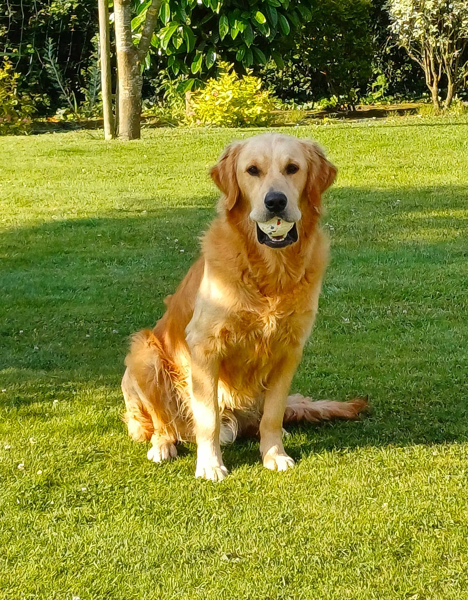 Flash a rejoint le concours — aidez-le/la à gagner de superbes lots ! dog, golden_retriever, ball, grass, outdoor, pet, animal, sunlight, greenery, sitting, nature, playful, canine, summer, garden, happy, fur, muzzle, daytime, leaf