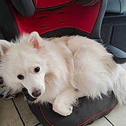 Uriel a rejoint le concours — aidez-le/la à gagner de superbes lots ! dog, white, fluffy, pet, indoor, chair, red, black, floor, tile, cute, animal, fur, looking_up, resting, paw, nose, ears, companion, domestic
