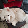 dog, white, fluffy, pet, indoor, chair, red, black, floor, tile, cute, animal, fur, looking_up, resting, paw, nose, ears, companion, domestic