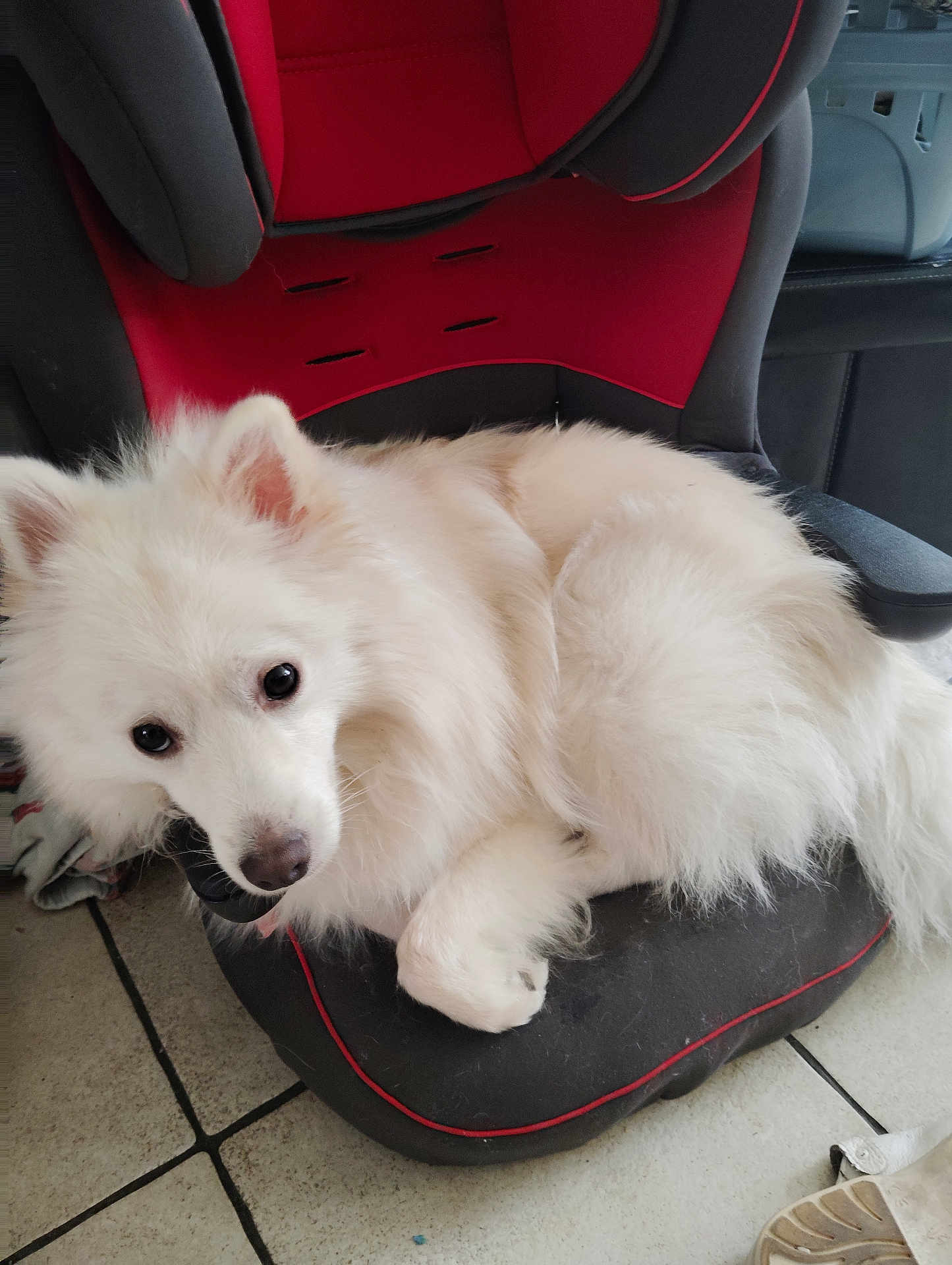 Uriel a rejoint le concours — aidez-le/la à gagner de superbes lots ! dog, white, fluffy, pet, indoor, chair, red, black, floor, tile, cute, animal, fur, looking_up, resting, paw, nose, ears, companion, domestic
