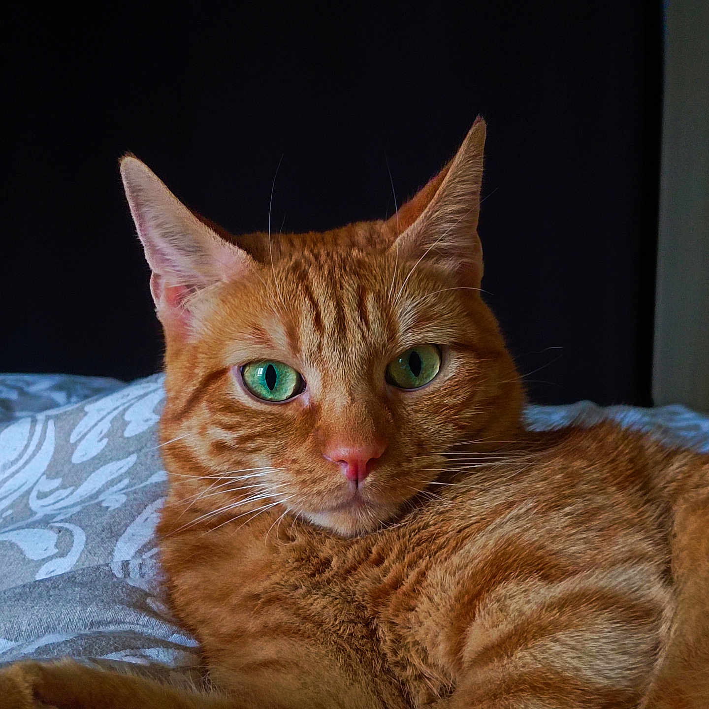 Rocket participe au concours pour gagner de l'argent avec cette photo : abyssinian, animal, cat, couch, furniture, hardwood, kitten, manx, pet, plywood, wood