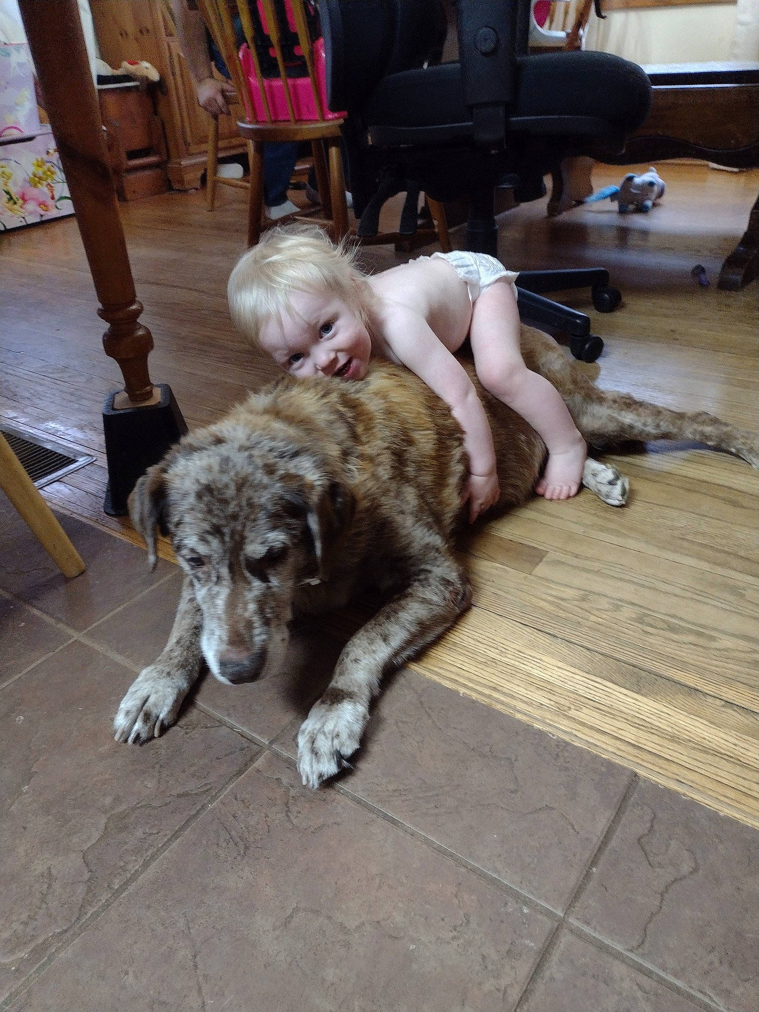 Isaiah is registered to the contest to win money with this photo: carnivore, chair, comfort, companion_dog, dog, dog_breed, fawn, felidae, floor, flooring, fur, furniture, hardwood, liver, person, snout, sporting_group, tail, water_dog, wood