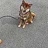 Oni participe au concours pour gagner de l'argent avec cette photo : dog, shiba_inu, sitting, asphalt, leash, pet, canine, outdoor, happy, tongue_out, brown_fur, playful, friendly, animal, companion, paw, ears, tail, smiling, pavement