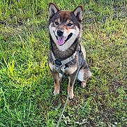 Oni a rejoint le concours — aidez-le/la à gagner de superbes lots ! dog, shiba_inu, grass, outdoor, pet, canine, animal, happy, smiling, leash, harness, nature, greenery, sunlight, sitting, tongue_out, fur, mammal, friendly, playful