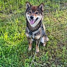 dog, shiba_inu, grass, outdoor, pet, canine, animal, happy, smiling, leash, harness, nature, greenery, sunlight, sitting, tongue_out, fur, mammal, friendly, playful