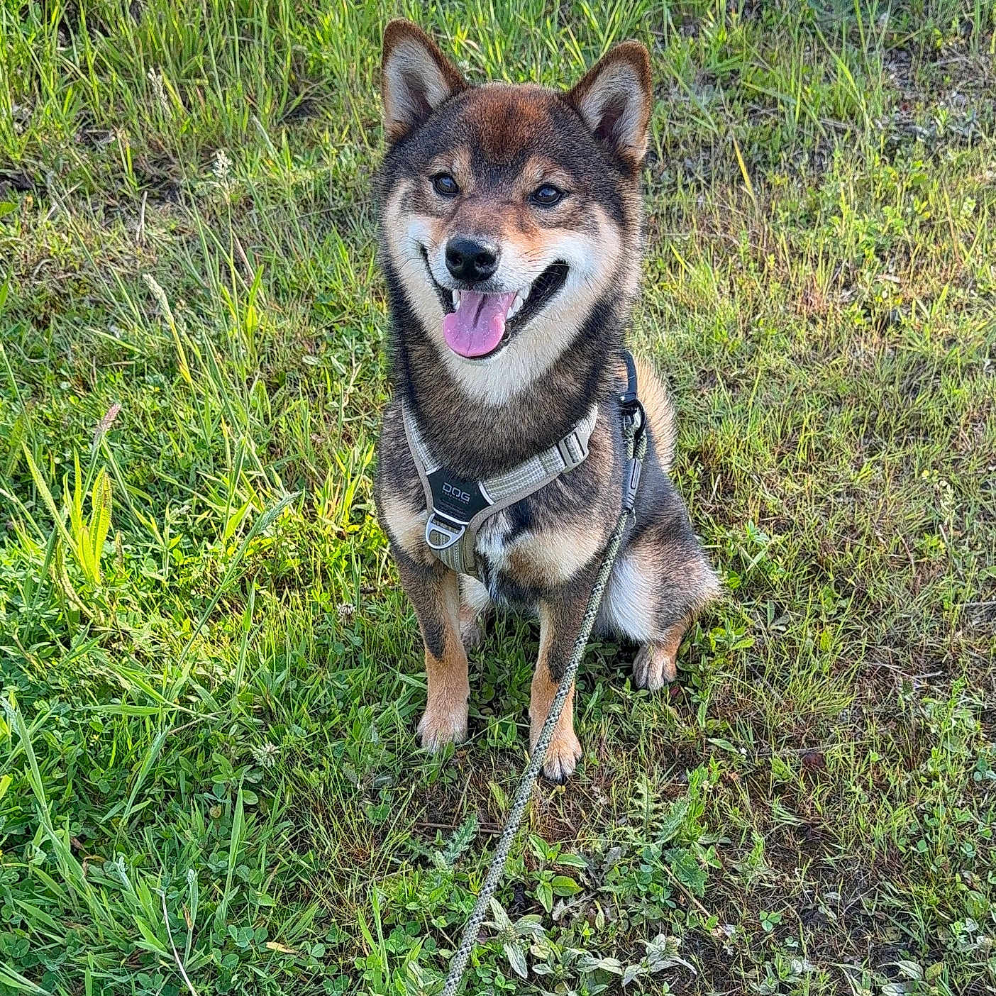 Oni a rejoint le concours — aidez-le/la à gagner de superbes lots ! dog, shiba_inu, grass, outdoor, pet, canine, animal, happy, smiling, leash, harness, nature, greenery, sunlight, sitting, tongue_out, fur, mammal, friendly, playful