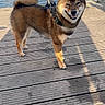 dog, shiba_inu, dock, water, leash, sunlight, outdoor, pet, happy, smiling, fur, tail, wooden_planks, nature, animal, canine, park, leash_holder, shadow, trees