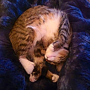 Artie joined the competition — help win amazing prizes! bedding, blanket, cat, close_up, comfortable, cozy, curled, domestic_animal, feline, fur, indoor, nap, paws, pet, relaxed, sleeping, soft_texture, tabby, whiskers, white_paws