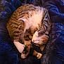 bedding, blanket, cat, close_up, comfortable, cozy, curled, domestic_animal, feline, fur, indoor, nap, paws, pet, relaxed, sleeping, soft_texture, tabby, whiskers, white_paws