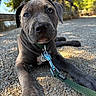 puppy, dog, leash, collar, close_up, outdoor, gravel_path, sunlight, trees, fence, pet, animal, cute, curious, young, lying_down, nature, daytime, green, gray