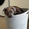 Mimo participe au concours pour gagner de l'argent avec cette photo : animal, basket, brown_fur, closeup, container, cute, dog, domestic, ears, floor, head, home, indoor, laundry_basket, looking, pet, puppy, relaxed, resting, tile_floor