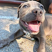 Mimo participe au concours pour gagner de l'argent avec cette photo : animal, blurred_background, close_up, collar, dog, eyes, happy, human_hand, mouth, nose, outdoor, pavement, paw, pet, playful, puppy, shadow, sunlight, tongue_out, vehicle_tire