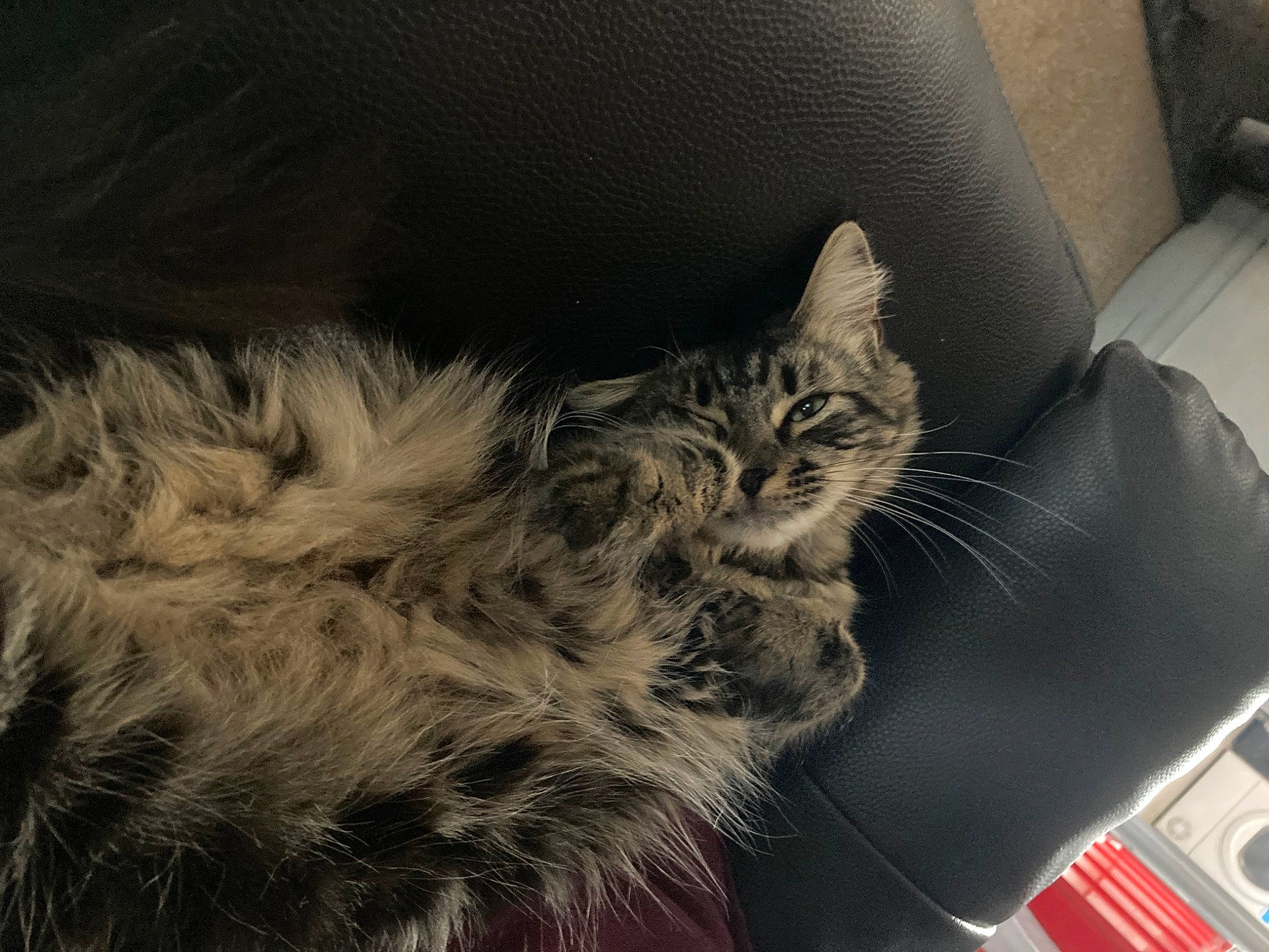 Pixie joined the competition — help win amazing prizes! asian, british_semi_longhair, carnivore, cat, domestic_long_haired_cat, domestic_short_haired_cat, european_shorthair, felidae, fur, kitten, maine_coon, norwegian_forest_cat, polydactyl_cat, siberian, sky, small_to_medium_sized_cats, snout, tabby_cat, whiskers