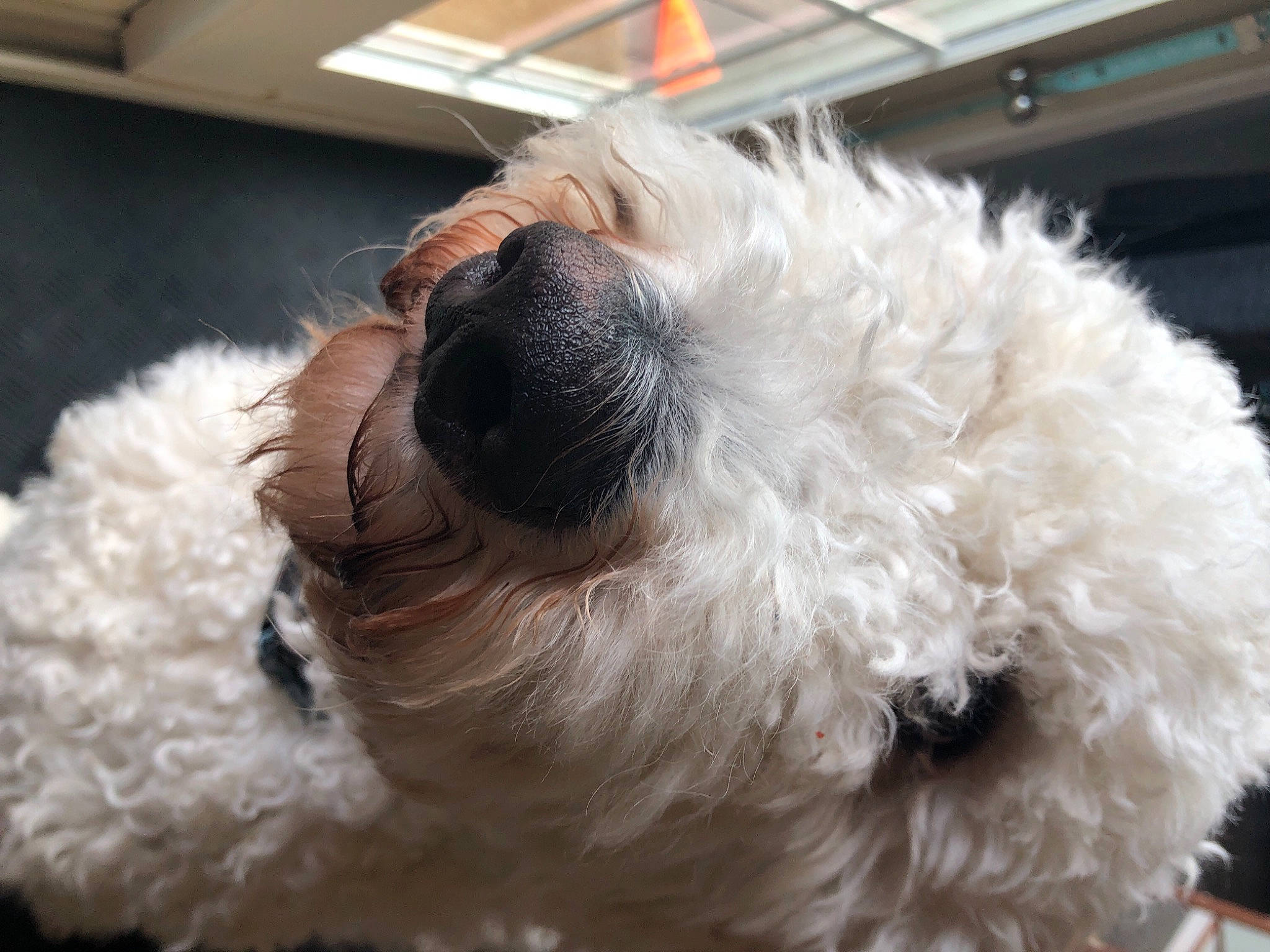 Augie joined the competition — help win amazing prizes! canidae, carnivore, companion_dog, dog, dog_breed, fawn, fur, mammal, puppy_love, shih_poo, small_terrier, snout, sporting_group, tail, terrier, toy_dog, vertebrate, water_dog, whiskers, working_animal