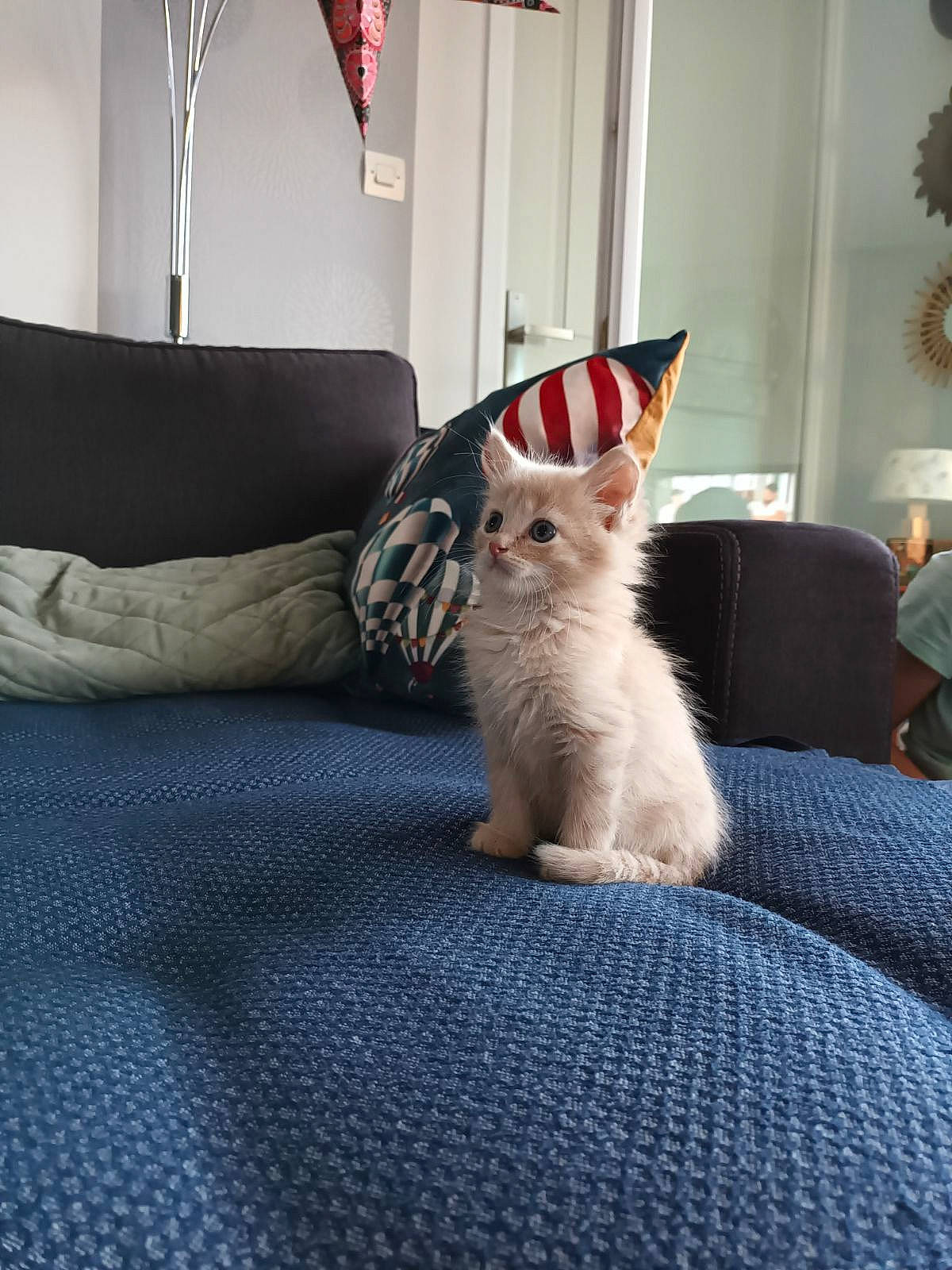 Olympe participe au concours pour gagner de l'argent avec cette photo : carnivore, cat, comfort, companion_dog, couch, domestic_short_haired_cat, felidae, floor, flooring, grey, lamp, linens, living_room, picture_frame, room, small_to_medium_sized_cats, tail, textile, whiskers, wood