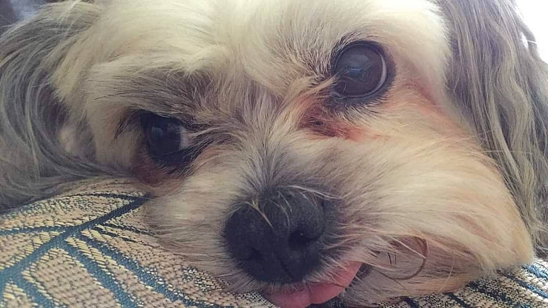 Charli participe au concours pour gagner de l'argent avec cette photo : canidae, carnivore, close_up, companion_dog, dog, dog_breed, eye, fur, head, liver, maltepoo, puppy_love, shih_poo, small_terrier, snout, sporting_group, terrier, toy_dog, water_dog, working_animal