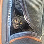 abyssinian, accessories, animal, architecture, backpack, bag, blackcat, blanket, building, cat, clothing, handbag, kitten, manx, outdoors, pants, pet, shelter, strap, zipper