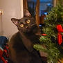 abyssinian, accessories, animal, blackcat, cat, christmas, christmasdecorations, conifer, featherboa, fir, fish, flower, flowerarrangement, kitten, manx, pet, plant, pottedplant, sealife, tree