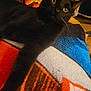 Little Bill Cosby joined the competition — help win amazing prizes! abyssinian, animal, blackcat, blanket, cat, couch, cushion, fire, fireplace, furniture, homedecor, indoors, kitten, manx, pet, quilt, siamese, towel