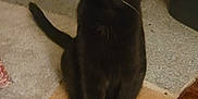 Little Bill Cosby joined the competition — help win amazing prizes! abyssinian, animal, blackcat, canine, cat, dog, kitten, manx, pet, plywood, wood