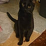 abyssinian, animal, blackcat, canine, cat, dog, kitten, manx, pet, plywood, wood