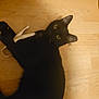 Little Bill Cosby joined the competition — help win amazing prizes! abyssinian, animal, blackcat, cat, hardwood, kitten, manx, pet, plywood, wood
