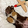 Cooper is registered to the contest to win money with this photo: puppy, dog, brown, white, fur, cute, pet, lying_down, blanket, quilt, plush_toy, toy, indoor, wide_eyes, paw, fur_pattern, bed, cozy, sleepy, animal